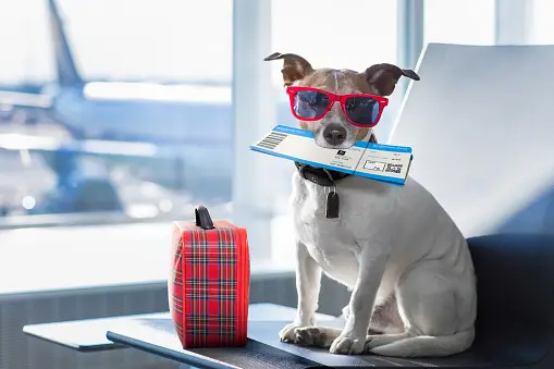 Pet Relocation